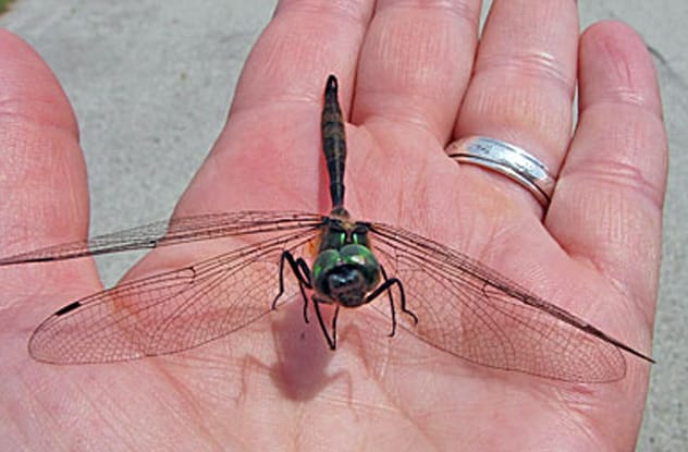 Hine's emerald dragonfly on a plant