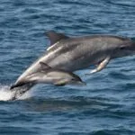 Infanticide: 10 Animals That Kill Their Own Young