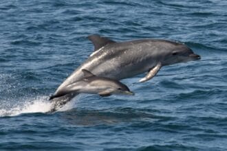 Infanticide: 10 Animals That Kill Their Own Young