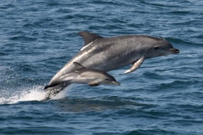 Infanticide: 10 Animals That Kill Their Own Young