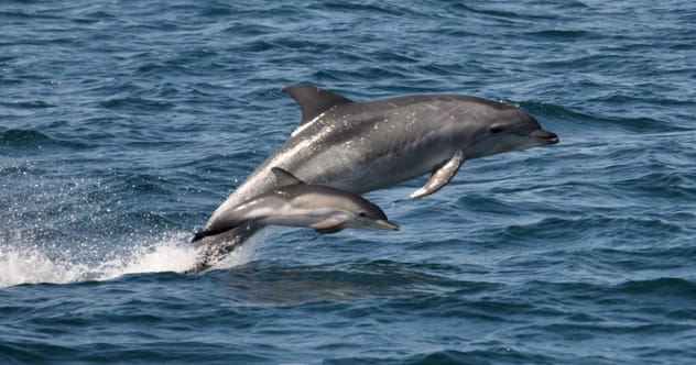 Infanticide: 10 Animals That Kill Their Own Young