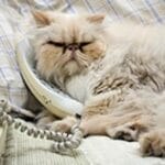 10 Brave Cats That Saved Lives: Feline Heroes!