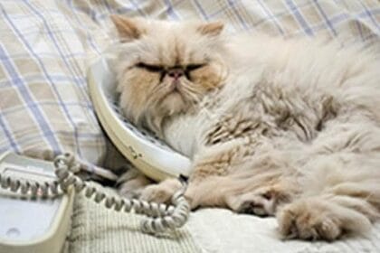 10 Brave Cats That Saved Lives: Feline Heroes!