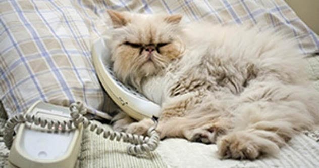Cat calling 911