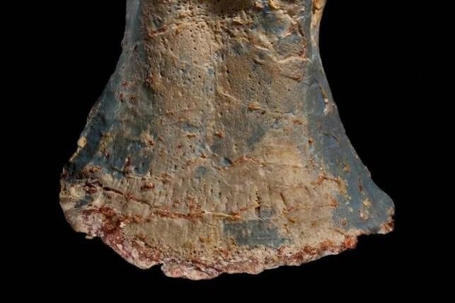 A colorful opalized dinosaur toe bone, shimmering with gemstone qualities
