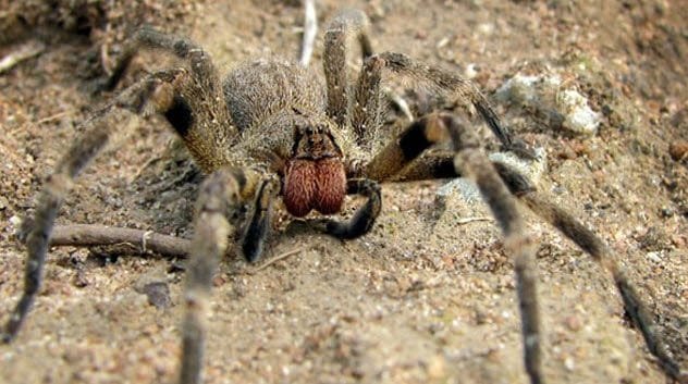 Brazilian Wandering Spider
