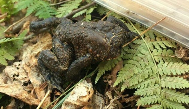 A toad sitting on a leaf