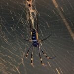 Creepy Crawly Genius: 10+ Spider-Inspired Innovations