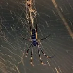 Creepy Crawly Genius: 10+ Spider-Inspired Innovations