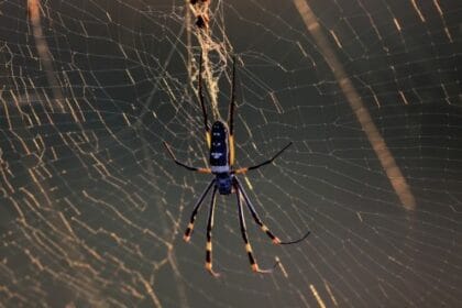 Creepy Crawly Genius: 10+ Spider-Inspired Innovations