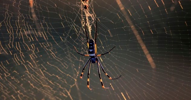 Creepy Crawly Genius: 10+ Spider-Inspired Innovations