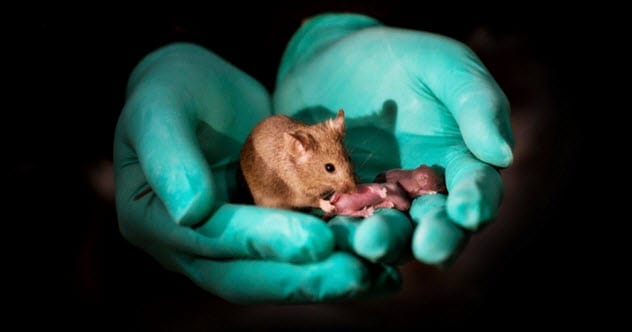 Mice cured of hearing loss