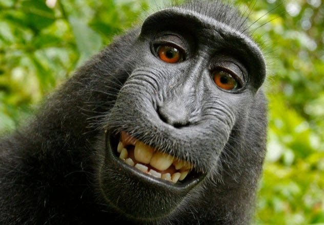 Monkey taking a selfie