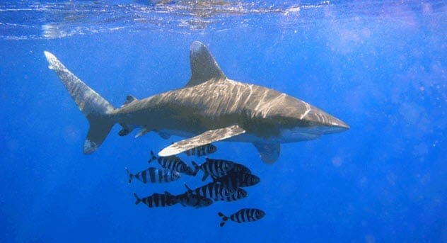 Oceanic Whitetip Shark