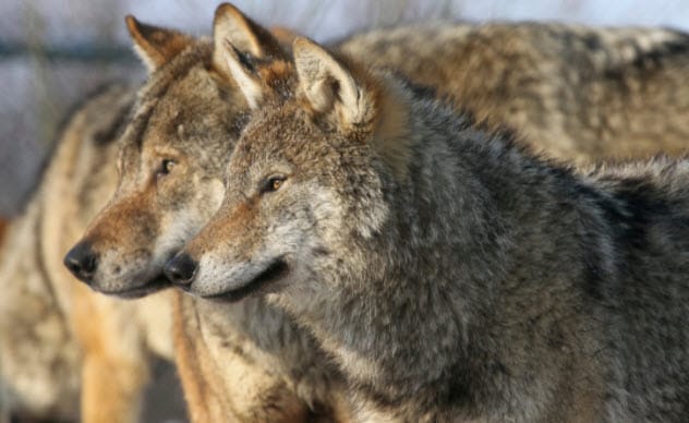 Pack of wolves in the forest