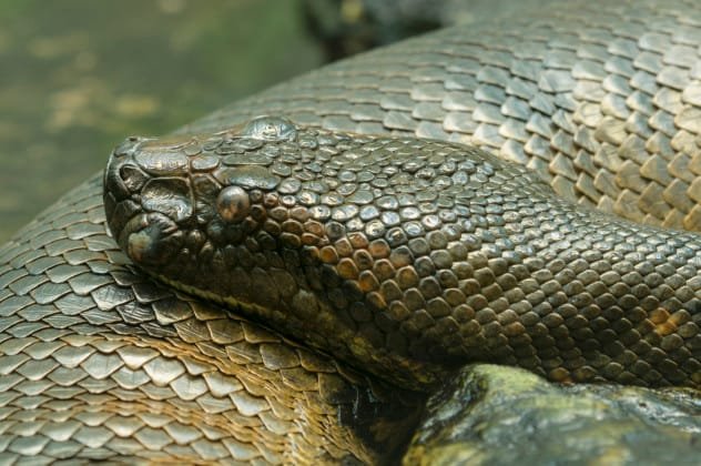 Green Anaconda