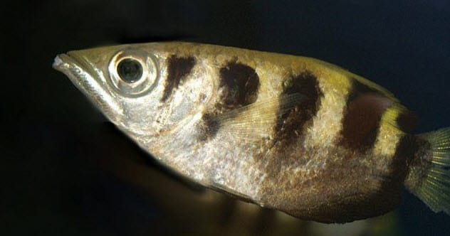 Archerfish swimming in water