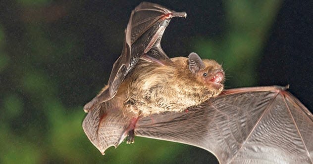 Charles Baudelaire's bat