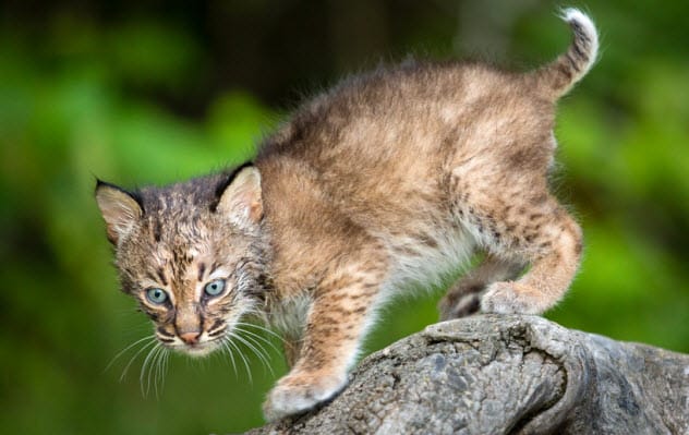 Bobcat kitten
