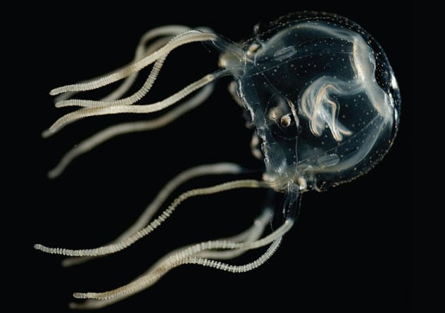 Australian Box Jellyfish