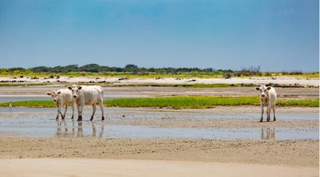 Island-hopping cows