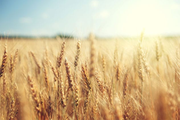 Wheat Field