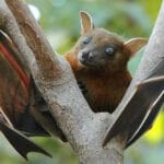 Bats: 10 Weird & Kinky Secrets Beyond Bloodsucking