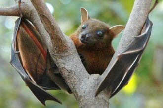 Bats: 10 Weird & Kinky Secrets Beyond Bloodsucking