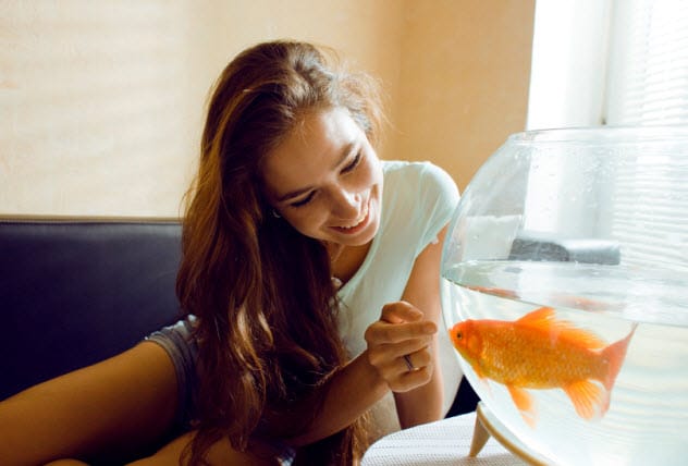 Goldfish in a Bowl