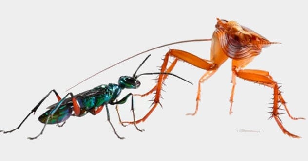 Cockroach evading a wasp