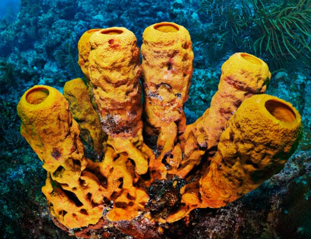 Sea sponge regenerating from fragments