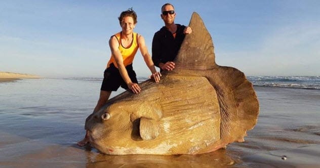 A sunfish swimming