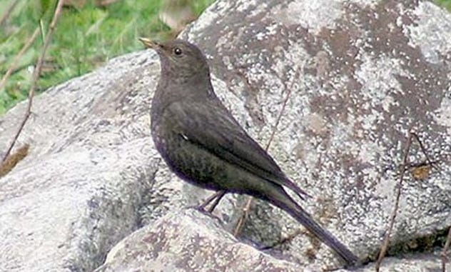 Tibetan blackbird
