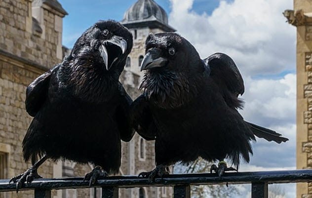 Charles Dickens' raven Grip