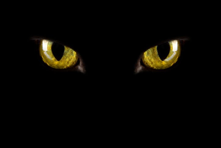 Black Cats Halloween