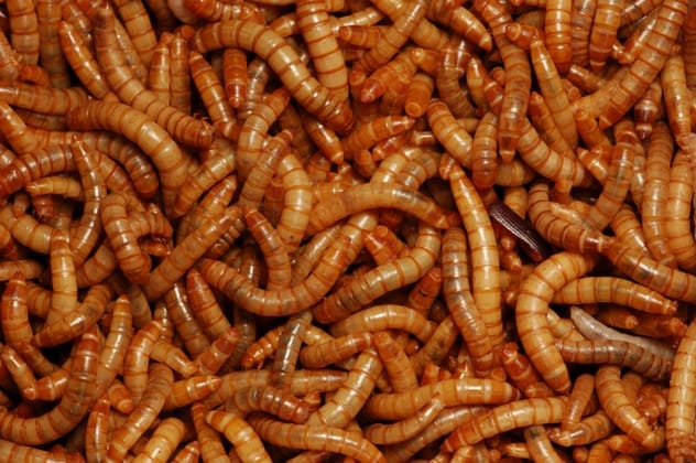 Blowfly Maggots