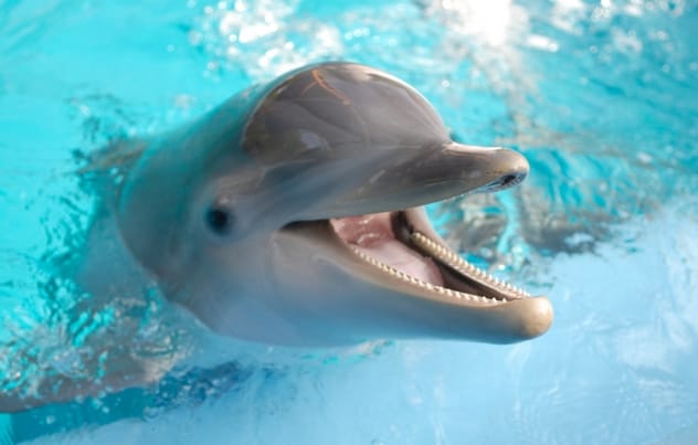 Bottlenose dolphin