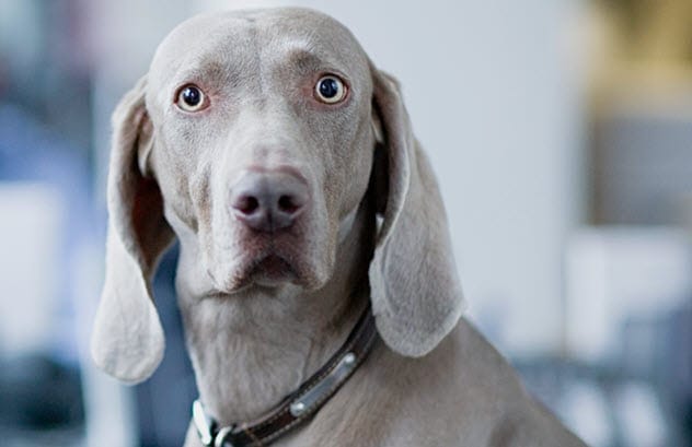 Confused Dog
