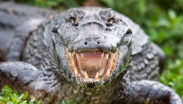 Crocodile in the water