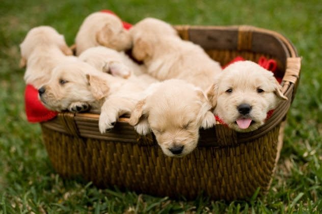 Cute puppies