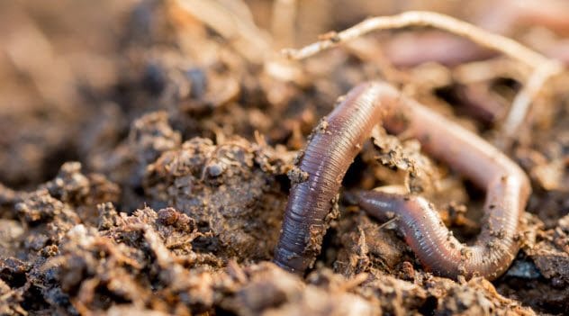 An earthworm