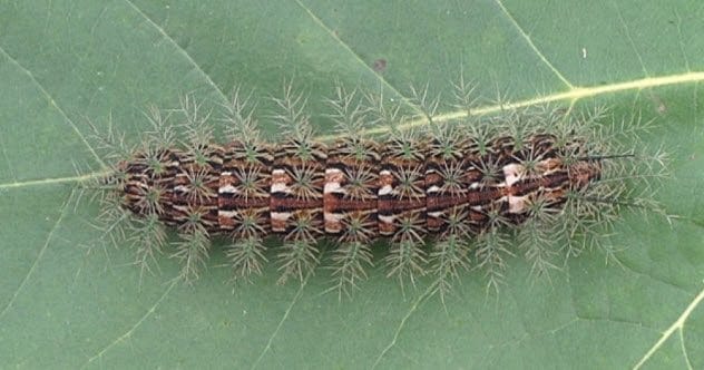 Giant Silkworm Moth Caterpillar