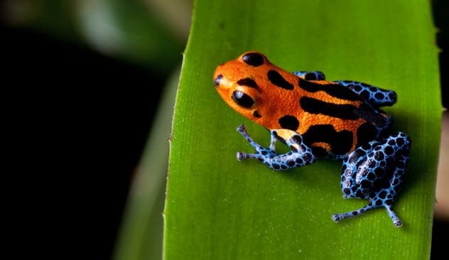 Poison Dart Frog