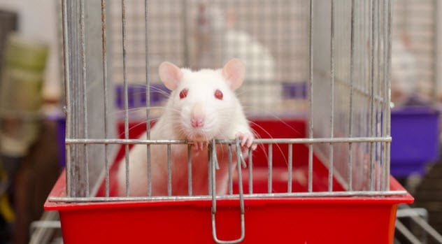 rat in cage