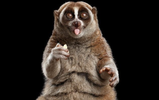 Cute slow loris
