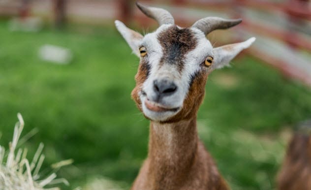 Modified goat producing cancer drugs