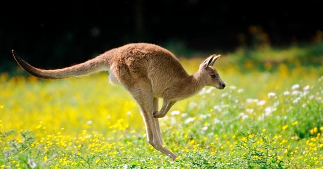 Kangaroo standing in a field