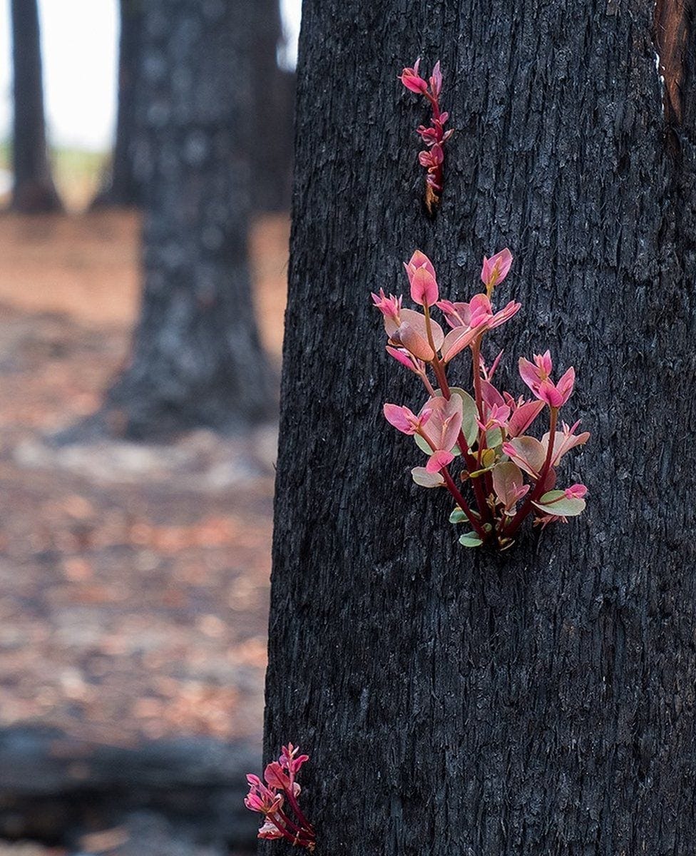 Post-bushfire Australia