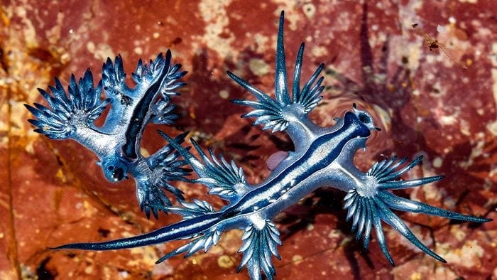 Blue Dragons