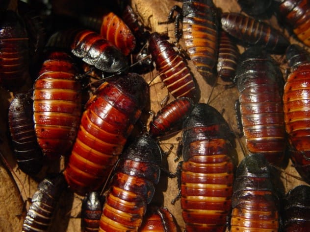 Cockroach